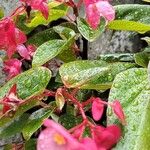Begonia cucullata Žiedas