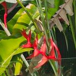 Heliconia bihaiFlor