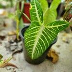 Caladium lindenii برگ