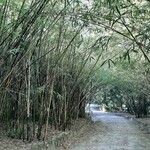 Phyllostachys aurea Hábito