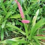 Aechmea gamosepala Habitus