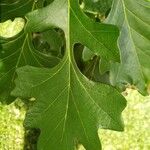 Quercus macrocarpa Folha