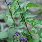 Solanum dulcamaraVirág