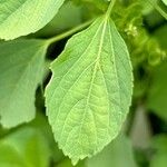 Bidens alba Leaf