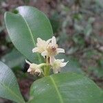 Baloghia inophylla Flower