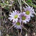 Callianthemum kernerianum Flower