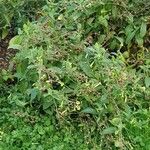 Nicotiana alata Habit