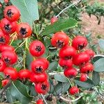 Pyracantha koidzumii Fruit