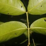 Mora oleifera Leaf