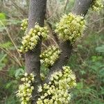 Cupaniopsis glomeriflora Kukka