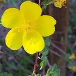 Rosa ecae Flower