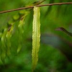 Nephrolepis biserrata Blatt