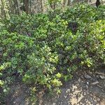 Arctostaphylos patula Leaf