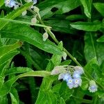 Myosotis arvensis Habit