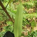 Calophyllum soulattri Leaf