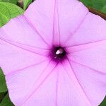 Ipomoea setifera Blüte