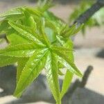 Liquidambar styraciflua Yaprak