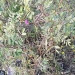 Tephrosia purpurea Листок