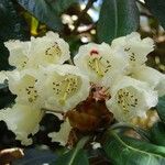 Rhododendron macabeanum Çiçek