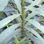 Physostegia virginiana Blatt