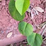 Argyreia obtusifolia