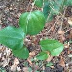 Smilax glauca Агульны выгляд