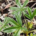 Potentilla alchimilloides Leaf