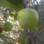 Malus domestica Fruit