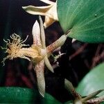 Dendrobium comatum Kwiat