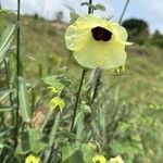 Hibiscus vitifolius Flower
