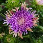 Stokesia laevisപുഷ്പം