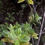Pemphis acidula Blatt