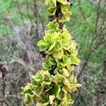 Verbascum sinuatumFulla