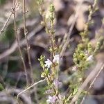 Satureja cuneifolia Flower