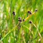 Luzula alpinopilosa Fruto