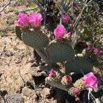 Opuntia basilaris 花