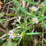 Symphyotrichum lanceolatumFlower