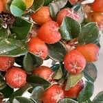 Cotoneaster horizontalis Gyümölcs