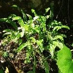 Asplenium viride Blatt