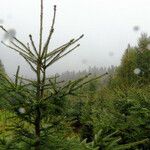 Picea engelmannii ഇല