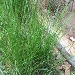 Carex leersii Лист