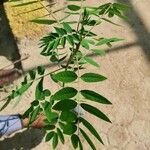 Senna occidentalis Leaf