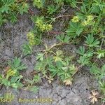 Alchemilla pentaphyllea Συνήθη χαρακτηριστικά