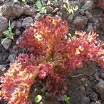 Lactuca sativa Feuille