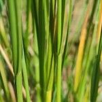 Poa bulbosa Ліст