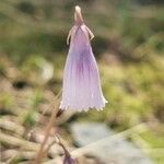 Soldanella pusilla Virág