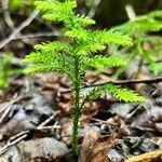 Lycopodium dendroideum Habitat