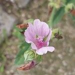 Althaea cannabina Квітка