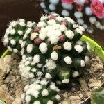 Mammillaria gracilis Hostoa