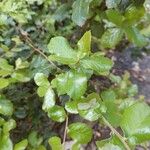 Quercus agrifolia ᱥᱟᱠᱟᱢ